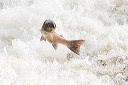 leaping-salmon.jpg