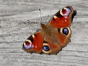 peacock-butterfly.jpg