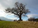 the_old_oak_tree_in_winter.jpg