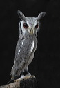 white-faced-scops-owl.jpg