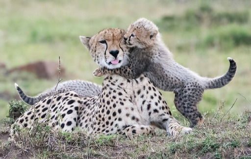 cheetah-and-cub-maasai.jpg