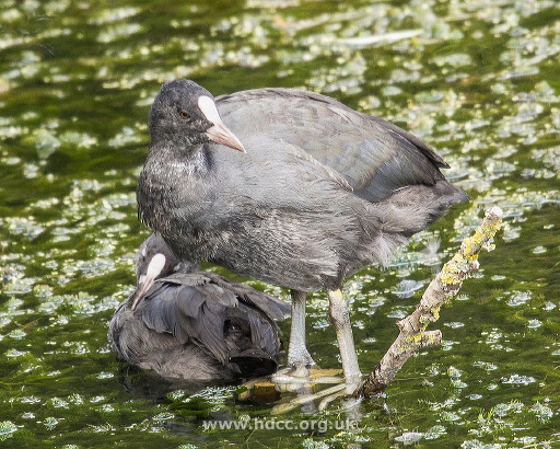 coots-at-rye-meads.jpg