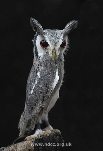 white-faced-scops-owl.jpg